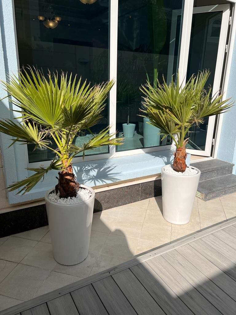 Twin Washintonia Palm