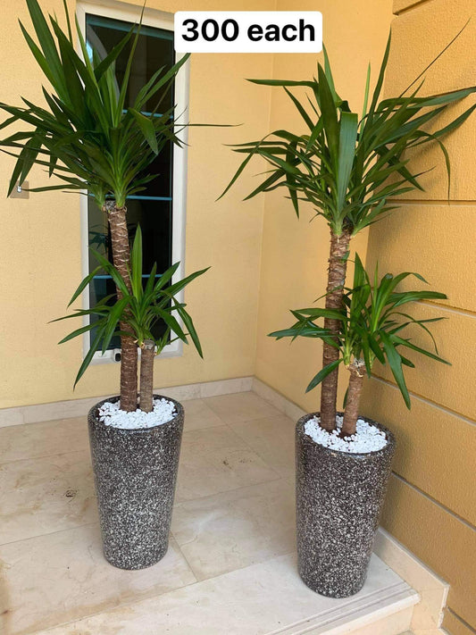 Yucca (indoor or outdoor) each