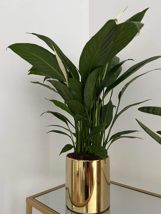 Peace lily in Gold Pot