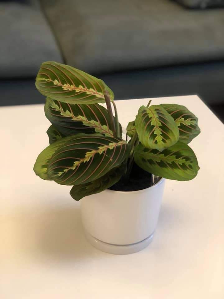 prayer plant