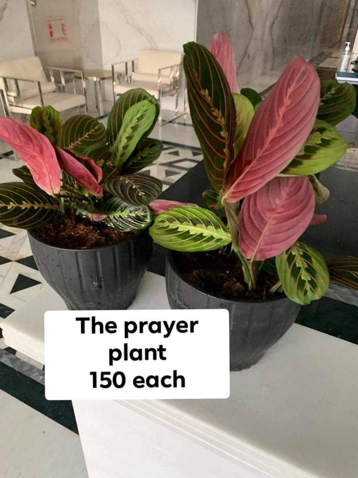 The prayer plant in matte pot