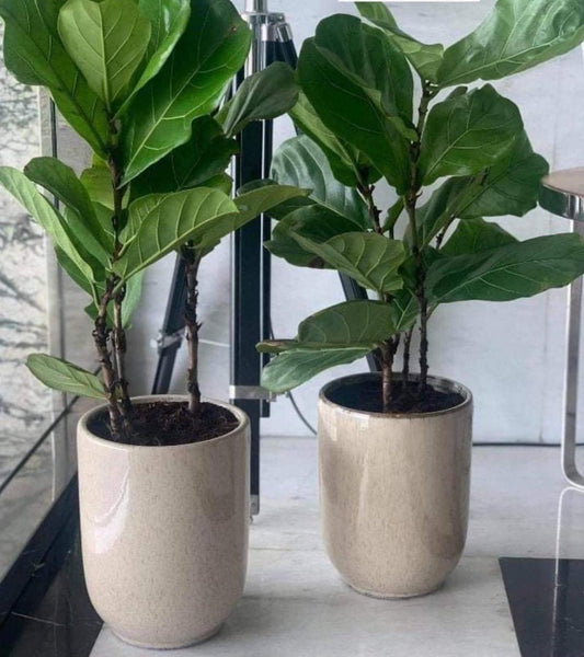 Fiddle Plant