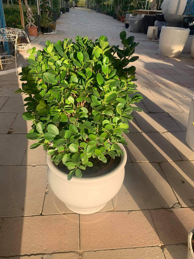 Round ficus Outdoo4 Plant