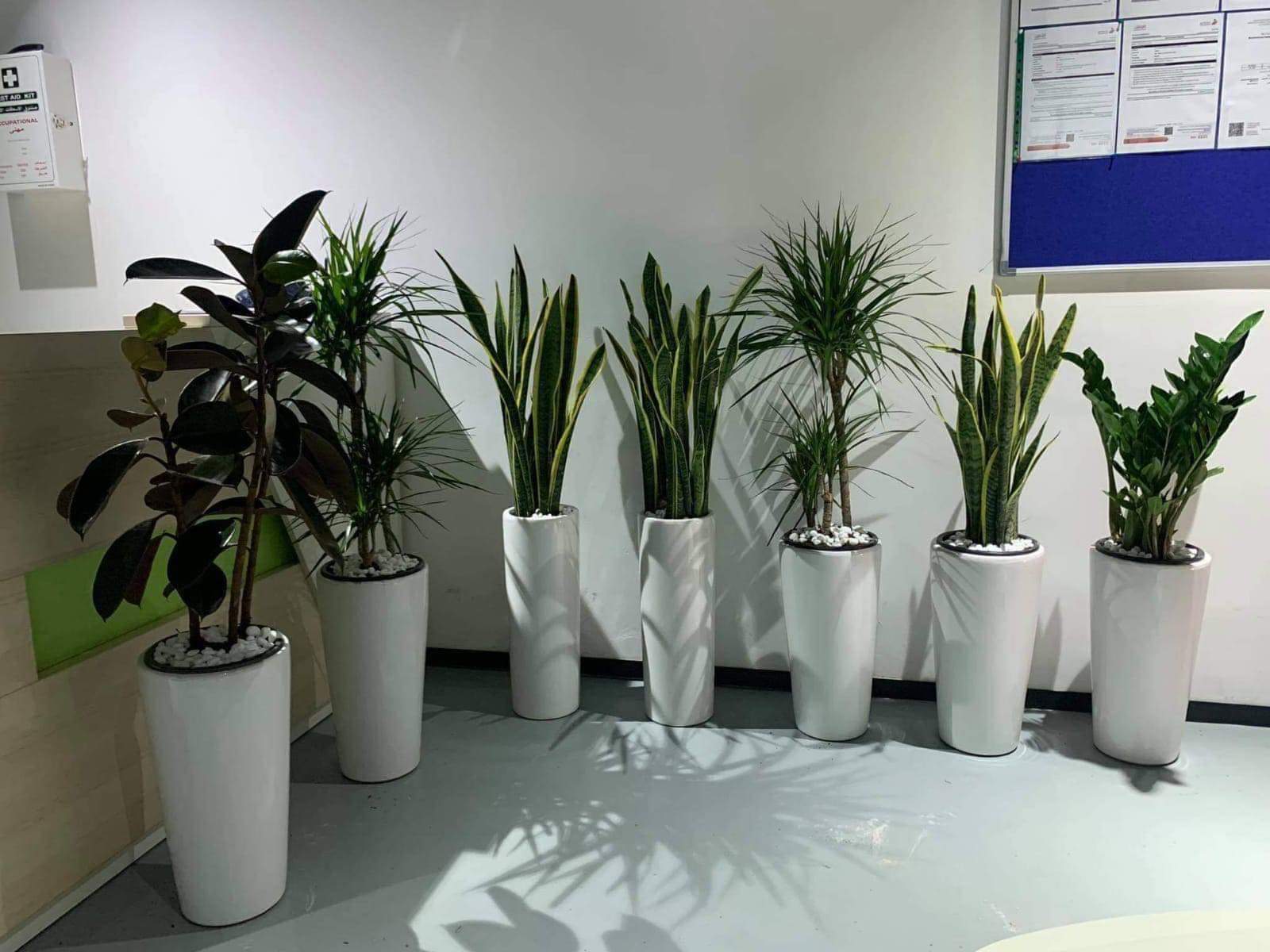 Office Plants Premium Air Purifying Plants