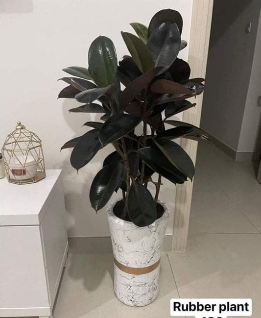 Office Plant Rubber plant in white gold
