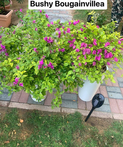 Outdoor Plants Bougainvillea bushy bundle