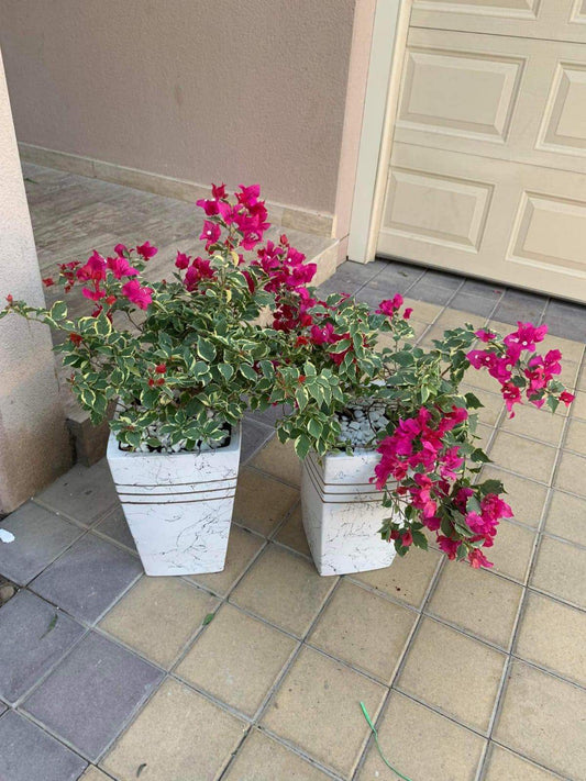 Bundle Bougainvillea (2pc)