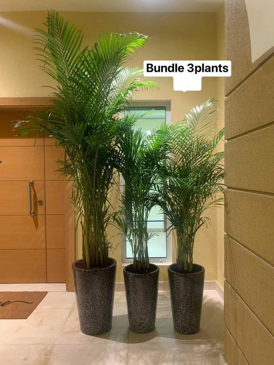 Areca Palm Bundle