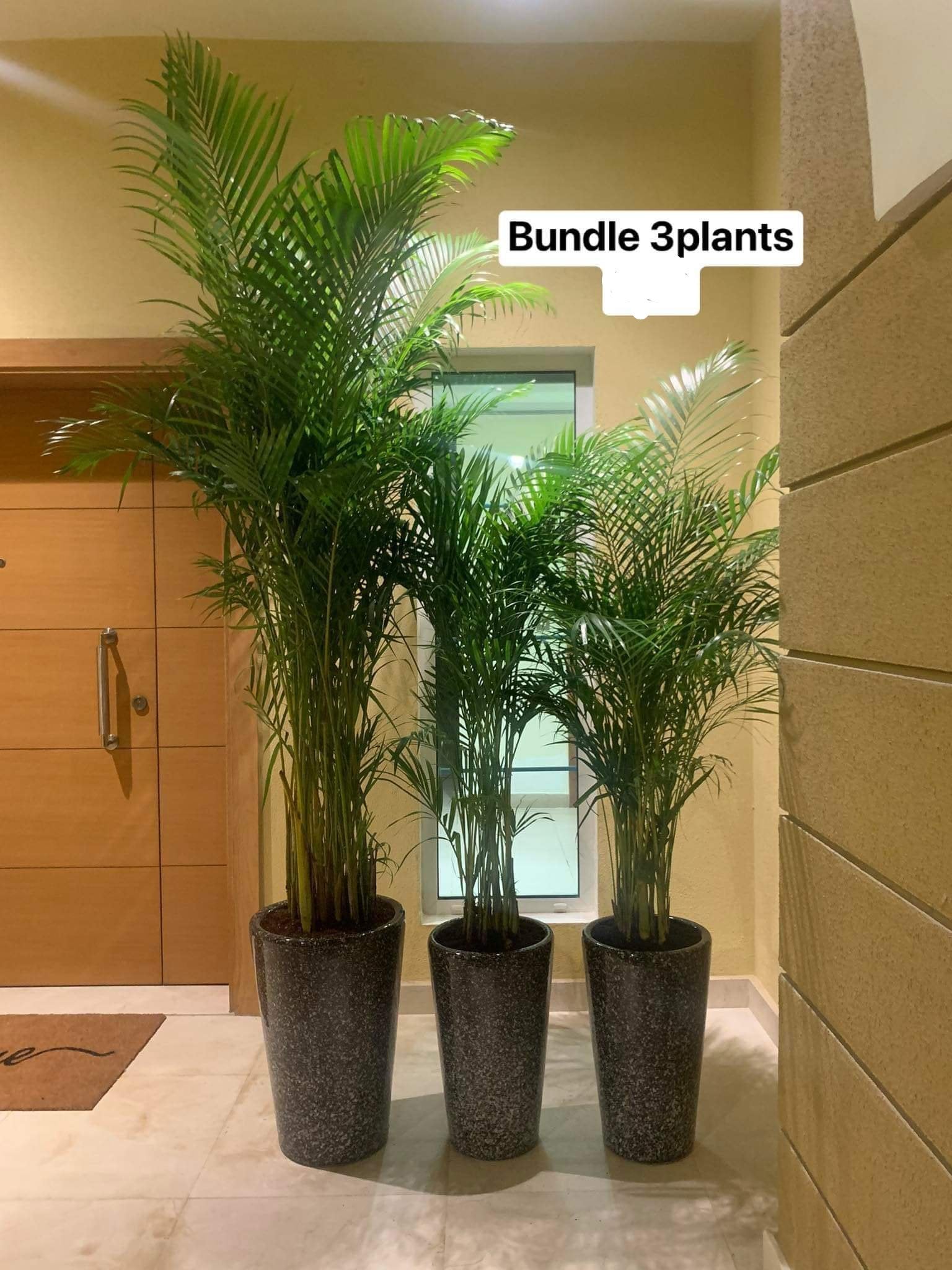 Office Plant Areca Palm Low-Light Bundle
