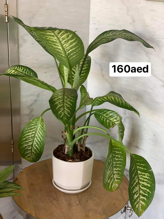 Dumb cane
