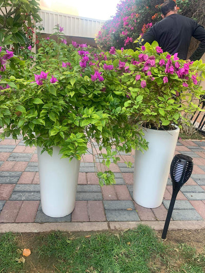 Outdoor Plants Bougainvillea bushy bundle
