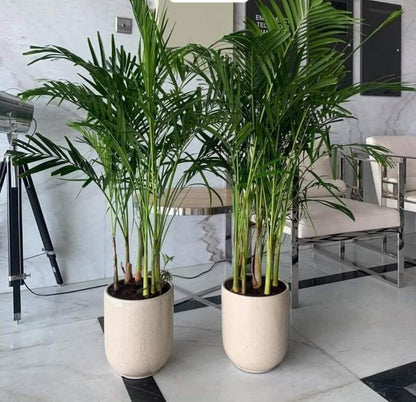 2plants Twin Areca Bundle