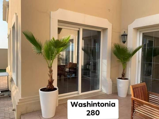 California Palm