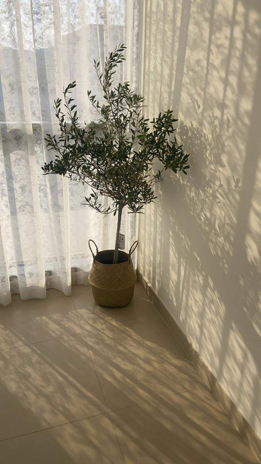 Olive tree in woven basket