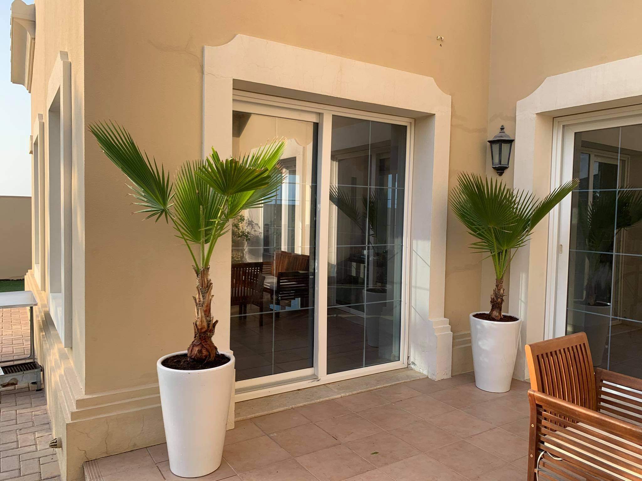 Washingtonia Palm (2pc) Bundle (