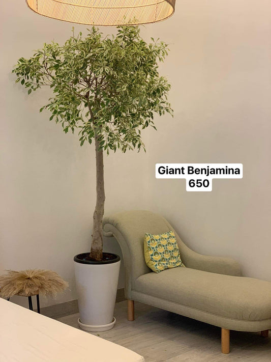 Ficus benjamina PROMO