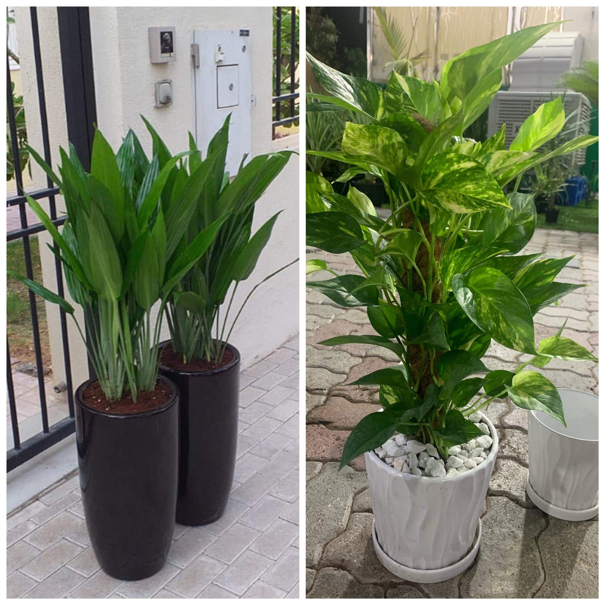 Office Plants Bundle plants
