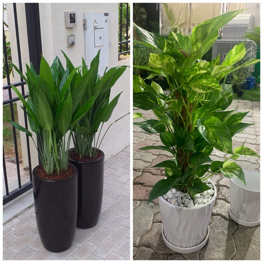 Bundle plants